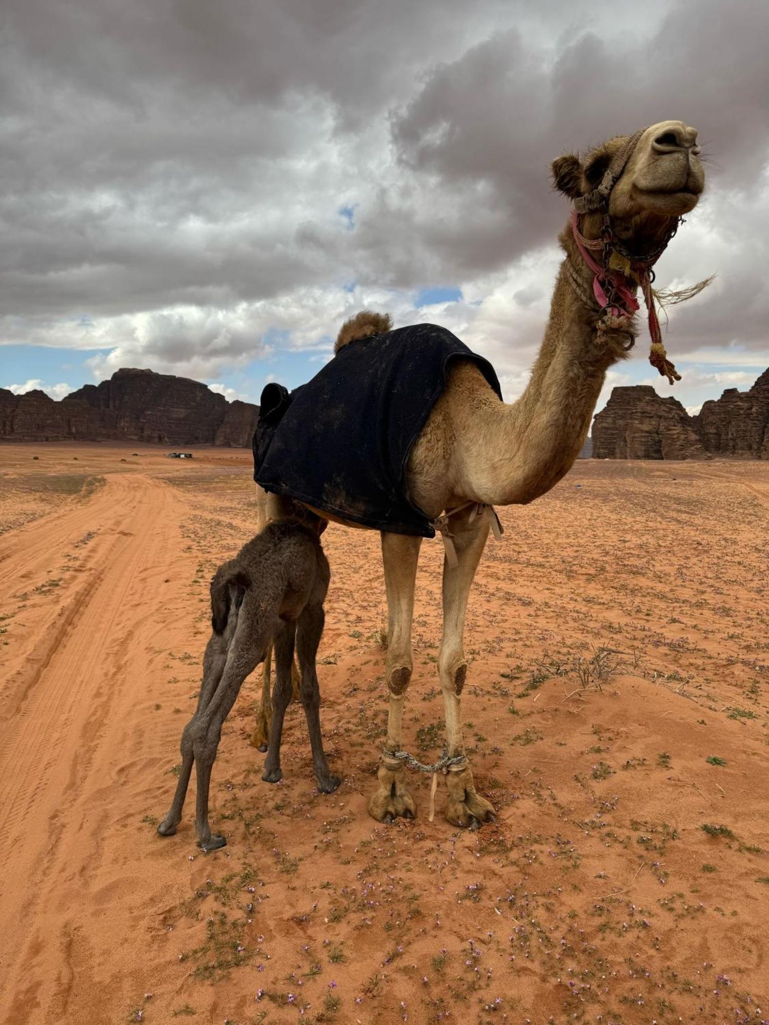 Hotel Sunrise Luxury Camp Wadi Rum Esterno foto